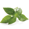 Aceite Esencial de Albahaca