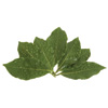 Aceite Esencial de Alcanfor