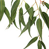 Aceite Esencial de Árbol de Té 15 ml