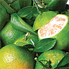 Aceite Esencial de Bergamota