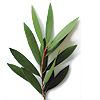 Aceite Esencial de Cajeput