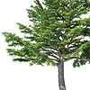 Aceite Esencial de Cedro de Virginia
