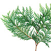 Aceite Esencial de Ciprés