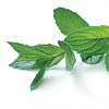 Aceite Esencial de Menta Arvensis