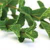 Aceite Esencial de Menta Piperita