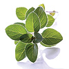 Aceite Esencial de Orégano