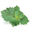 Aceite Esencial de Patchuli