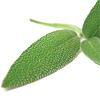 Aceite Esencial de Salvia Española
