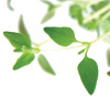 Aceite Esencial de Tomillo