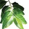 Aceite Esencial de Ylang Ylang