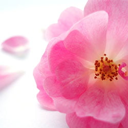 La rosa mosqueta, regenera y rejuvenece