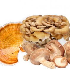 Marnys. Hongos para la Salud